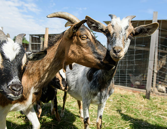 Camping mini ferme Camping mini ferme